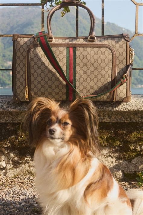 gucci pet met tijger|mytheresa gucci pets.